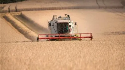 سوريا تلغي مناقصة لمبادلة 100 ألف طن من القمح الصلد