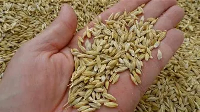 السعودية تسعى لشراء 1.02 مليون طن من علف الشعير 