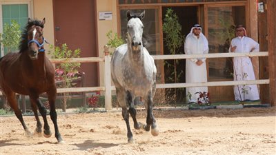 اطلاق أول ناد نسائي لركوب الخيل بعسير