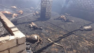 نفوق 12 رأس ماشية في حريقين بسوهاج