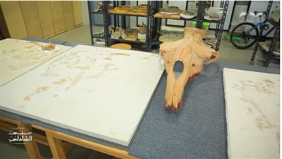 كنز موجود في مصر.. قصة اكتشاف حفرية أكبر حوت مفترس (فيديو)