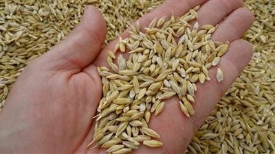  المؤسسة السورية العامة تطرح مناقصة لاستيراد 150 ألف طن من قمح  