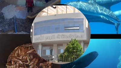 أبرز أخبار البحر الأحمر اليوم.. إعدام 13 كيلو فسيخ فاسد وظهور قرش حوتي عملاق بمرسى علم