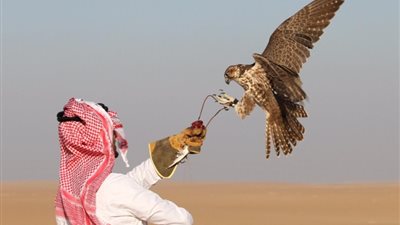 انطلاق النسخة الثانية من معرض الصقور والصيد السعودي 11 أكتوبر