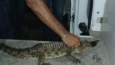 ضبط تمساح في بورسعيد.. و