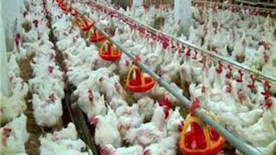 سعر بورصة الدواجن اليوم السبت 12-10-2019.. 35 جنيها لكيلو الفراخ البلدى