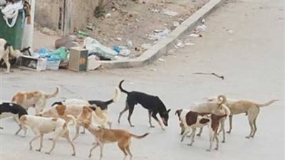 الجيزة تقضي على 2063 كلبًا ضال بمحيط المدارس والشوارع