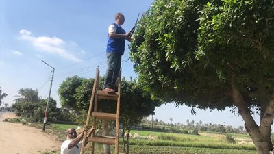 حملة نظافة وتشجير للعمل على راحة المواطنين بمركز ومدينة سنورس بالفيوم (صور) 