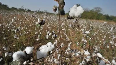 الولايات المتحدة توافق على استهلاك بذور القطن المعدلة وراثيًا