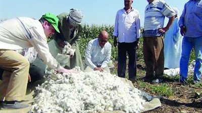 بالأرقام.. عدد وتوزيع مراكز تجميع القطن بمحافظتي الفيوم وبني سويف