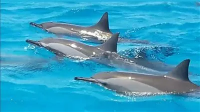 نقيب المرشدين السياحيين بالبحر الأحمر: قرار وزارة السياحة بوقف الرحلات السياحية الداخلية جاء تفاديا لحدوث الكوارث 