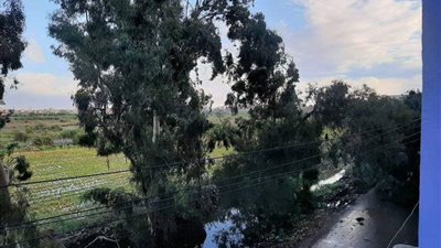 الرياح تتسبب في سقوط أشجار وقطع الطرق بقرى دمياط 