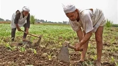 في ظل تقلب المناخ.. أهم نصائح وزارة الزراعة للفلاحين