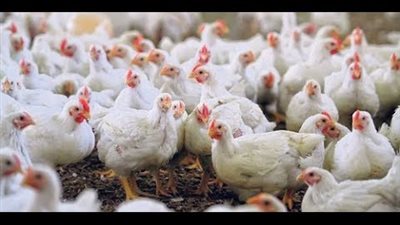 استقرار اسعار الدواجن وسط توقعات بنقص المعروض