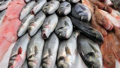 أسعار الأسماك اليوم الأحد 3-11-2019.. استقرار ملحوظ مع بداية تعاملات الاسبوع