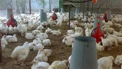 اسعار الفراخ البيضاء اليوم الخميس 7-11-2019.. انخفاض جديد للدواجن اليوم