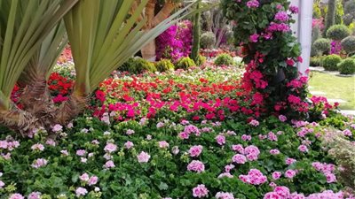 تفاصيل استعداد وزارة الزراعة لمعرض زهور الخريف