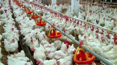 اكبر شركات الدواجن البرازيلية تزف بشرى سارة للسعوديين