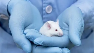 الفئران تساعد على الكشف المبكر للسرطان