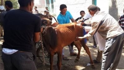 تحصين 6669 رأس ماشية ضد مرض الحمى القلاعية خلال أكتوبر بالمنوفية