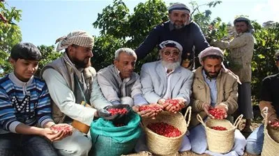 اليمنيون يحصدون القهوة وسط تحديات الحرب (صور)