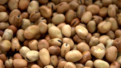 شعبة الحاصلات الزراعية تكشف أسباب ارتفاع أسعار الفول