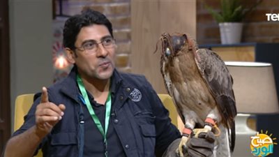 مدرب صقور يفجر مفاجأة: الموجود على علم مصر عُقاب وليس نسرًا