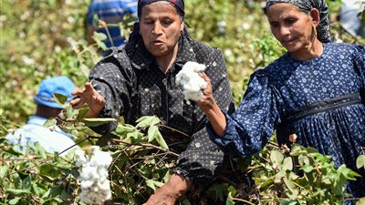 مدير معهد القطن: انخفاض المساحة المزروعة من القطن إلى 250 ألف فدان 