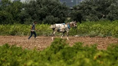 حقول غزة التي دمرتها مبيدات الأعشاب الإسرائيلية تزدهر مرة أخرى