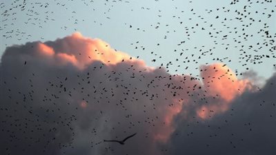 الطيور تصبح أصغر بسبب ارتفاع درجات الحرارة المناخ