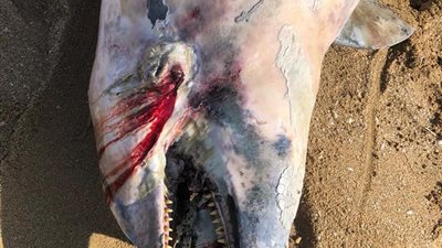 العثور على دولفين نافق في شاطئ المعمورة بالإسكندرية (صور)