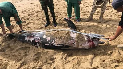 محافظة الإسكندرية تكشف مصير الدولفين النافق عقب العثور عليه في شاطئ المعمورة