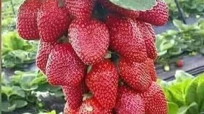 مزارعو الفراولة بالقليوبية يقررون عدم جمع الإنتاج بسبب أزمة الأسعار