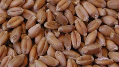 بعد استخدامها في الانتحار.. الزراعة: رقابة صارمة على تداول الحبة السامة