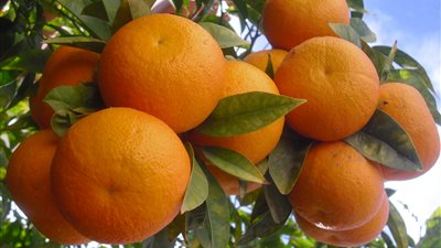 بعد فتح السوق النيوزيلندي أمام البرتقال المحلي.. خبراء اقتصاد: خطوة لتعزيز الاقتصاد المصري