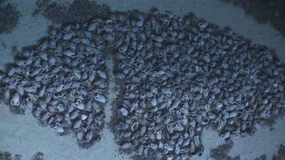 علماء آثار يعلنون العثور على أكبر حطام لسفينة رومانية  