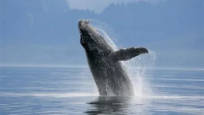 أصوات الحوت الأزرق بالبحرين الأحمر والمتوسط تثير حيرة المواطنين (فيديو)