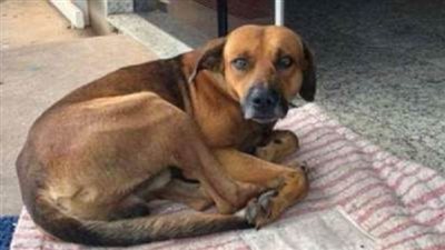 كلب المطرية.. تعذيب وسحل وقتل 