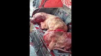 بعد القبض على معذبي كلب المطرية.. استشاري طب نفسي: مصابون بمرضٍ نفسي