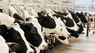 كل ما تريد معرفته عن مجمع الإنتاج الحيواني بالفيوم