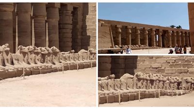 شاهد الكباش التي سيتم نقلها من الكرنك إلى التحرير