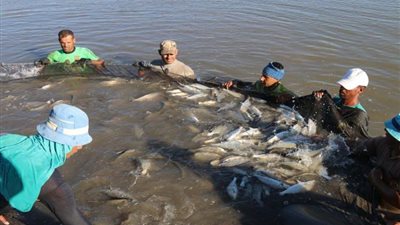 بركة غليون: 