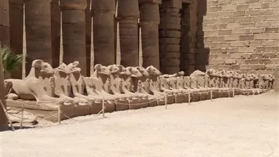 خبراء: نقل الكباش غير مخالف للمواثيق الدولية