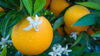 فوائد ماء زهور البرتقال للبشرة