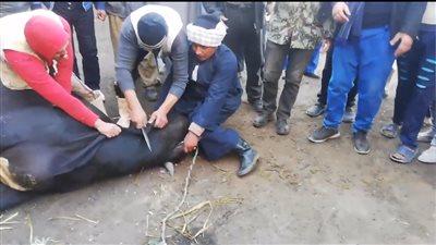 إراقة الدماء والذبح.. عادات عمال مصانع السكر في الصعيد احتفالا بموسم الحصاد (صور)