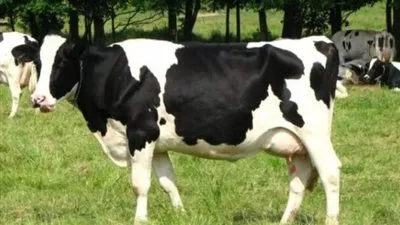 بقرة تقتل طالب أثناء سحبها لإحدى الحظائر بطوخ