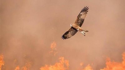 حذر منه الرسول وحلل قتله.. تعرف على 