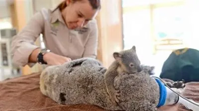 في لفتة رائعة.. حيوان 