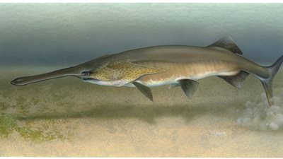 علماء صينيون يعلنون انقراض أكبر أسماك المياه العذبة