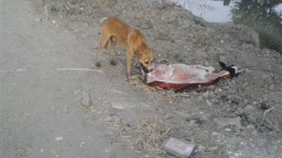 بيطري الدقهلية يكثف حملاته لمكافحة الكلاب الضالة 